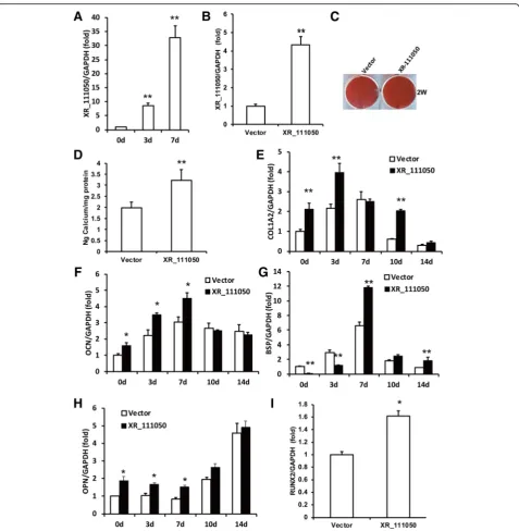 Fig. 4 XR_111050 enhanced the osteogenic differentiation of BMSCs. The BMSCs were transduced with XR_111050 lentiviral vector or with emptyOCN (BMSCs was verified with qRT-PCR