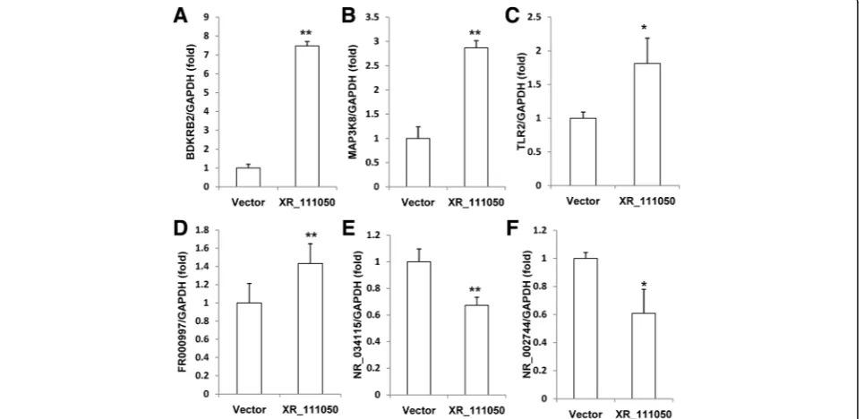 Fig. 5 XR_111050 knockdown inhibited osteogenic differentiation of BMSCs. The BMSCs was transduced with short-hairpin RNAs (shRNA) tosilence XR_111050 (XR_111050sh) or with control shRNA (Contsh)