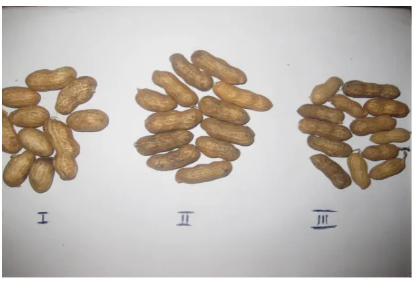 Figure 5. Grades of groundnut in-shell obtained from the grader (SAMNUT 10). 
