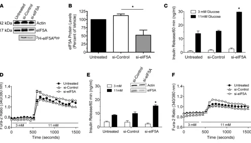 Figure 3Knockdown of eIF5A causes relative preservation of islet function following cytokine exposure in vitro
