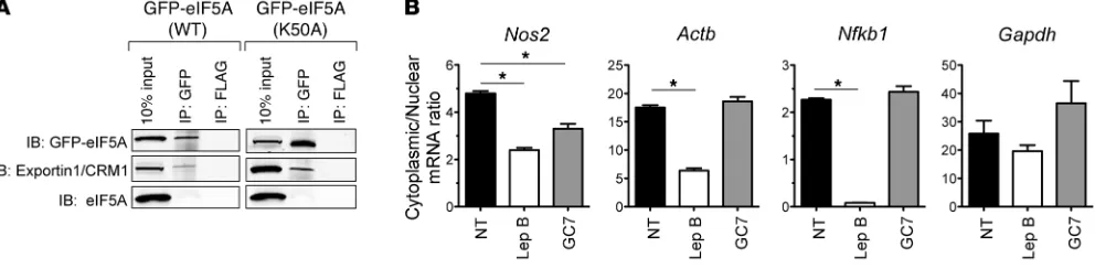 Figure 7Nos2 mRNA nucleocytoplasmic shuttling in INS-1 β cells is dependent upon exportin1/CRM1 and hypusinated eIF5A