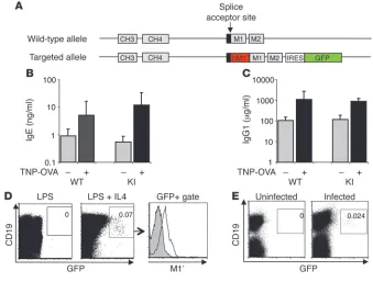 Figure 2Human M1′/GFP knockin mouse has normal antibody responses and generates M1′+ GFP+ IgE B cells