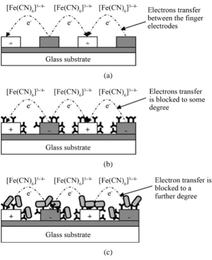 Figure 6. Direct impedimetric detection using interdigitated mi-croelectrode arrays: (a) bare electrode; (b) with immobilized anti-body; (c) with bound bacteria cells