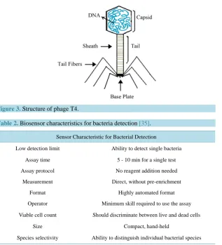 Figure 3. Structure of phage T4.                                               
