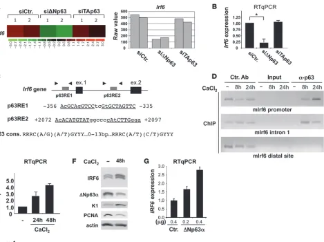 Figure 1Irf6 is a direct p63 target. (A) Microarray analysis of Irf6 RNA expression in mouse primary keratinocytes transfected with ΔNp63- or TAp63-specific siRNAs