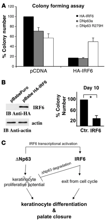 Figure 5IRF6 negatively modulates the proliferative potential of epithelial cells. 