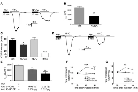 Figure 5Inhibition of oxidized linoleic acid metabolites decreases heat sensitivity of TRPV1