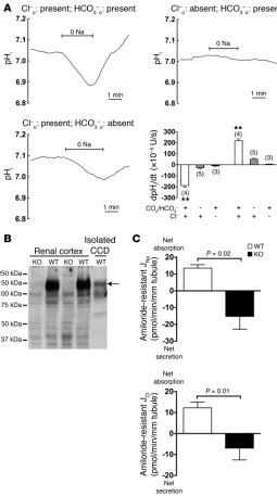 Figure 6Detection and functional characterization of NDCBE in collecting 