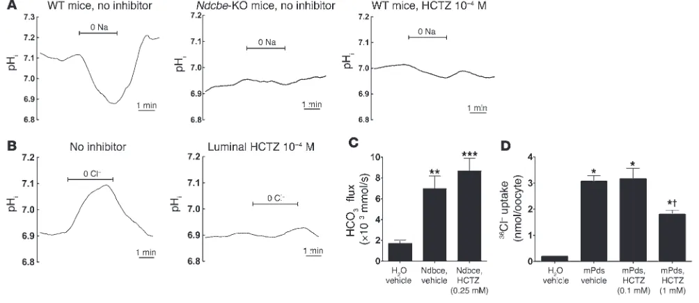 Figure 7Effects of HCTZ (10–4 M) on NDCBE or PDS activity in isolated collecting ducts or on recombinant NDCBE or PDS expressed in Xenopus oocytes