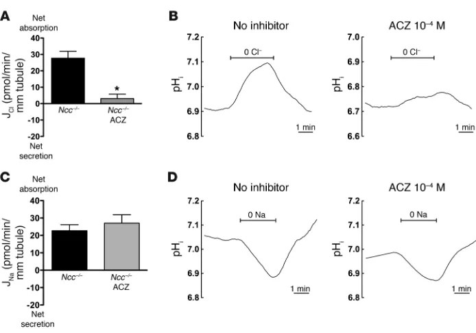 Figure 8Effects of ACZ (10–4 M) on NDCBE- or PDS-dependent transport in isolated collecting ducts