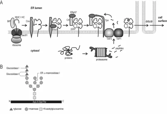 Figure 2. M H C  c la s s  I a s s em b ly . A ) Model for folding and complex formation of MHC class I molecules and interactions with components of the  class  I  antigen  presentation  pathway   (see  text  for  further  description)