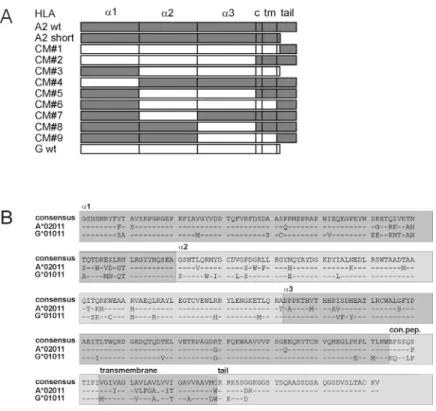 FIGURE 1. A) Schematic representation of the different domains of H L A -A 2 and H L A -G  that hav e b een ex changed to generate the C himeric  M olecu les (C M ), c= connecting peptide, tm= transmemb rane domain