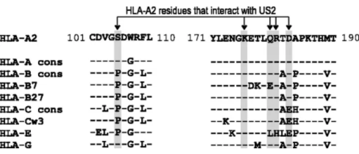 FIGURE 1. Overview of sequence variation within the US2 binding region of MHC class I locus products