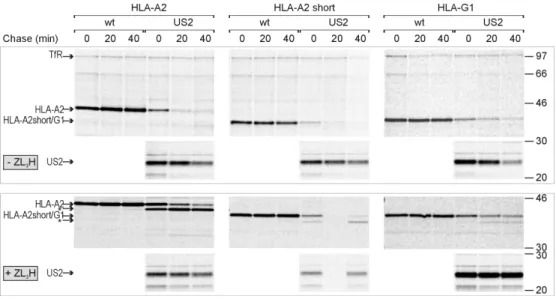 FIGURE 4. HLA-G and short-tailed HLA-A2 are efficiently degraded in US2 expressing cells