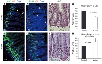Figure 7Altered cell homeostasis in Ngn3-deficient small intestine. Sections of adult control (A, C, and E) and mutant (B, D, and F) intestine were examined for the status of the proliferative crypt compartment (A, B, E, and F), villus length (measurements