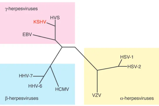 Figure 2Phylogenetic tree of selected major herpesviruses. HSV, 