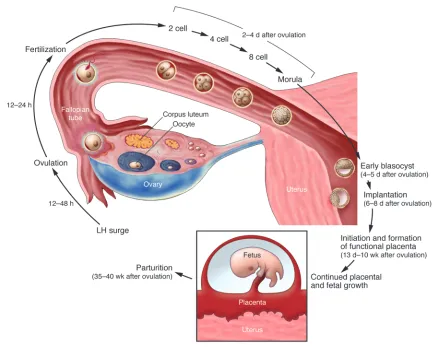 Figure 1Timeline of pregnancy events in humans. This timeline is an approximation based on a 28- to 30-day menstrual cycle, the average length of a woman’s menstrual cycle