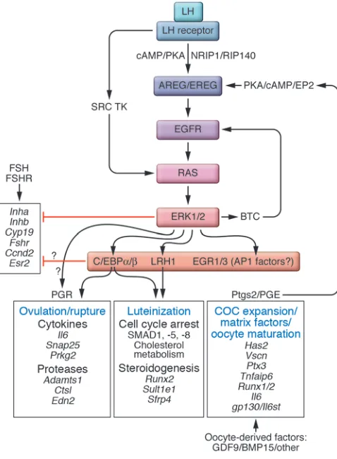 Figure 3LH-mediated pathways to ovulation and luteinization. LH induces ovu-