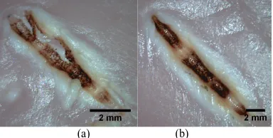 Figure 3. Tissue incisions made by a SAC fiber tip at the output power of 2 W (а) and 3 W (b)