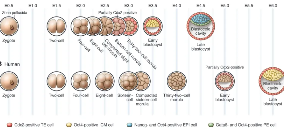 Figure 1Stages of mouse and human preimplantation development. (A) In the mouse, the fertilized egg undergoes three rounds of cleavage, producing 