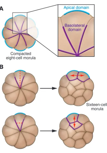 Figure 2Polarity in the mouse preimplantation embryo. (