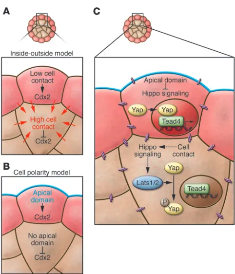 Figure 3Models of TE specification in the mouse embryo. (