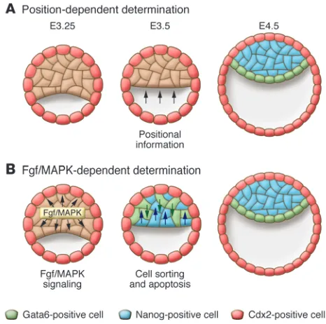 Figure 4Models of EPI/PE segregation in the mouse embryo. (