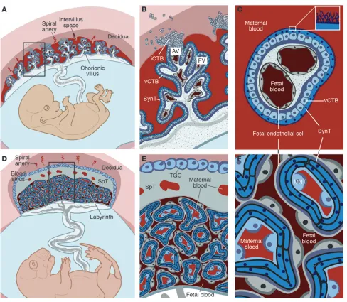 Figure 1Comparative anatomy of human and mouse placentas. Placentation is categorized by the relationship between trophoblasts and the maternal cells/