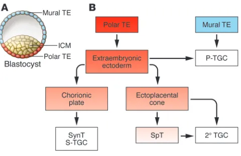 Figure 2Lineage segregation within the mouse blastocyst and early placenta. 
