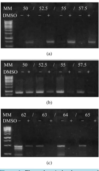 Figure 1. Electrophoretic bands generated during the optimization of the PCR. ITS (a), 