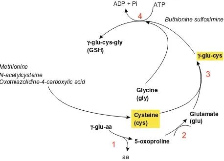 Figure 4 Glutathione (GSH) biosynthesis. 1) gamma-glutamyl cyclotransferase; 2) 5-oxoprolinase; 3) gamma-glutamylcysteine synthetase; 4) Glutathione synthetase