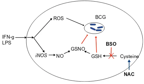 Figure 5 Glutathione in the defense against mycobacterial infections.Abbreviations: IFN-g, interferon-gamma; LPS, lipopolysaccharide; ROS, reactive oxygen species; iNOS, inducible nitric oxide synthase; GSNO, S-nitrosoglutathione; GSH, glutathione; BCG, bacillus Calmette-Guérin; BSO, buthionine sulfoximine; NAC, N-acetyl-cysteine.