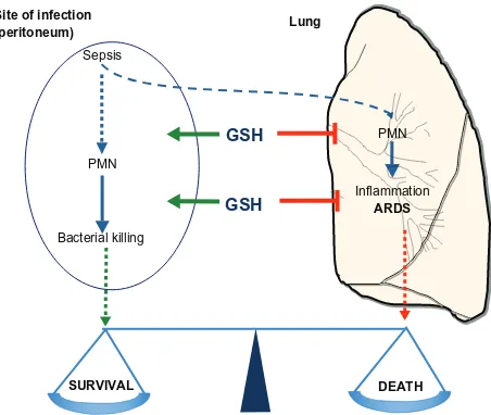 Figure 6 Glutathione regulates the balance between innate immunity or leukocyte infiltration at the site of infection to kill bacteria, and inflammation or leukocyte infiltration to the lung to cause organ failure.Abbreviations: PMN, polymorphonuclear neutrophils; GSH, glutathione; ARDS, acute respiratory distress syndrome.