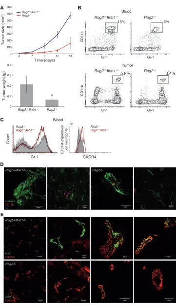 Figure 6Restriction of tumor growth does Ifnb1on their migration into tumor. (Immunohistochemistry of tumors isolated from not depend on T and B lympho-cytes