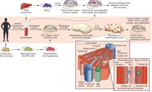 Figure 1Creation and future improvements of human liver–chimeric FRG mice. In the model described in the current issue by Bissig et al