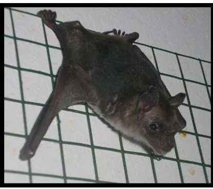 Figure 4: The lesser spear-nosed bat 
