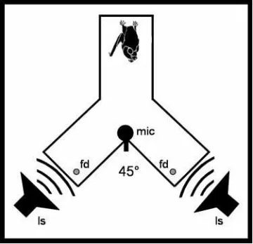 Figure 7: Experimental setup for Phyllostomus discolor 