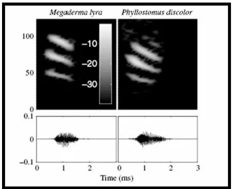 Figure 9: Echolocation calls  