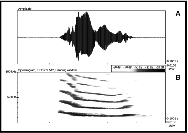 Figure 12: First syllable of the M. lyra contact call 