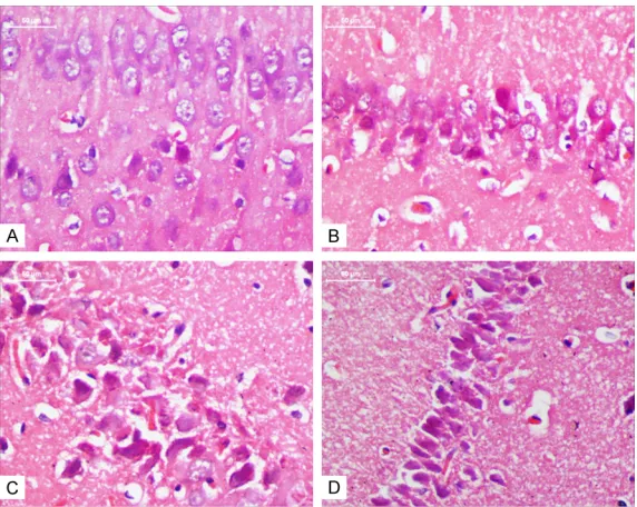 Figure 1. Rats treated with MTX performed more poorly in the Morris water maze test. A