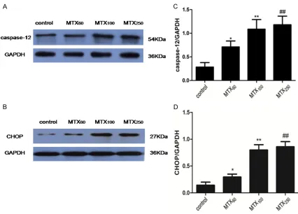 Figure 4. MTX increased hippocampal expression of CHOP and caspase-12. Western blot analysis of the protein expressions of CHOP and caspase-12 for the control, MTX60, MTX100 and MTX250 groups are shown