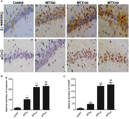 Figure 5. MTX increased the expression of CHOP and caspase12 in immunofluorescence staining