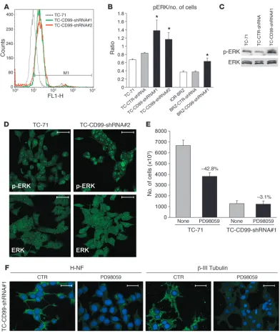 Figure 6Insights into the mechanisms of CD99-silenced cells. (