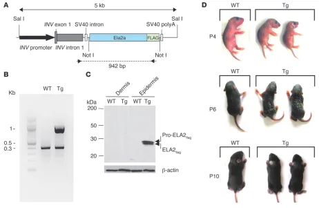 Figure 3Tg-ELA2 mice display an ichthyotic phenotype. (