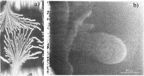 Figure 1.1: Examples of vortex patterns in type II superconductors. a) On the left dendritic patterns of vortices with branchlike structures in a Nb ﬁlm of 0.5 μm
