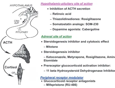 Figure 1 Schematic summarizing the sites of action of currently available and investigational medical therapies for Cushing’s disease.