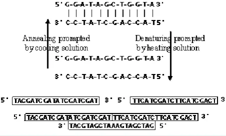 Figure 1. Annealing and denaturing and using annealing to form a long single stranded DNA