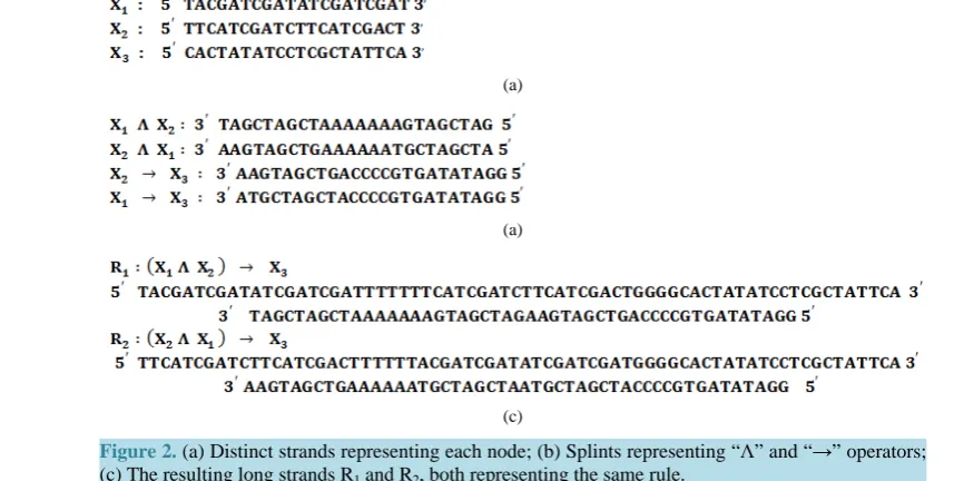 Figure 2. (a) Distinct strands representing each node; (b) Splints representing “Λ” and “→” operators; (c) The resulting long strands R and R, both representing the same rule