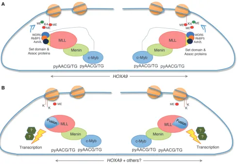 Figure 9c-Myb binds to menin-MLL and directs the complex to canonical c-Myb–binding sites in the HOXA9 promoter locus