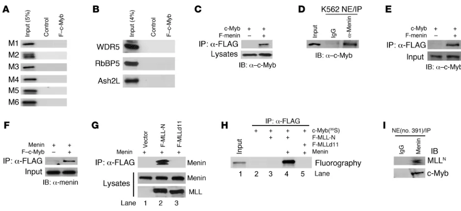 Figure 2c-Myb associates with MLL through menin. (A) In vitro translated, 35S-labeled MLL fragments (indicated on the left) and F–c-Myb (indicated at the top) were mixed, followed by IP with anti-FLAG M2 agarose